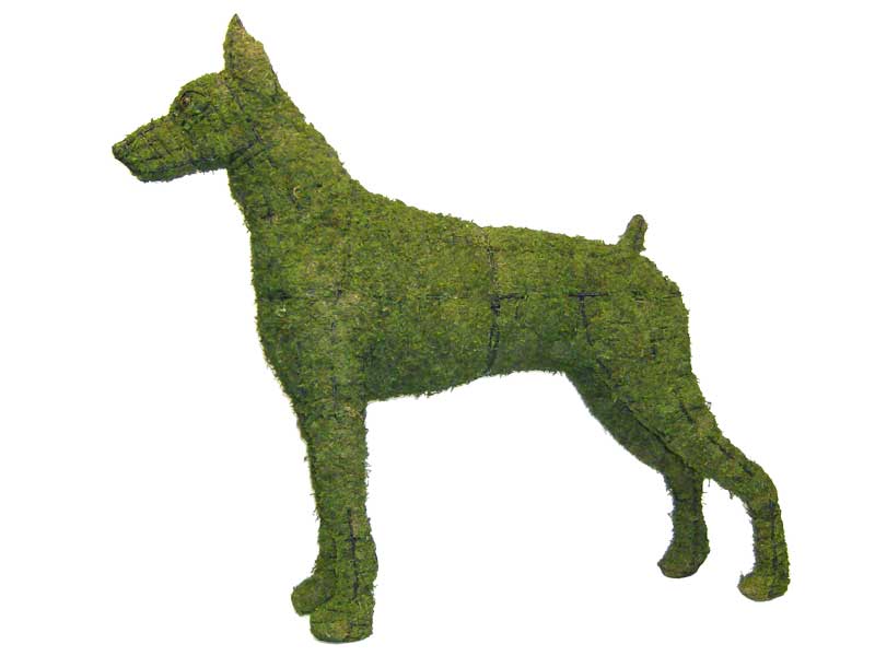 36 Inch Mossed Doberman Garden Topiary Frame