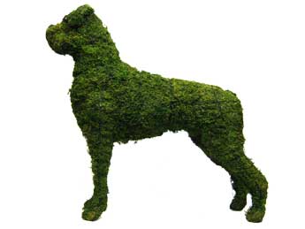31 Inch Mossed Boxer Garden Topiary Frame