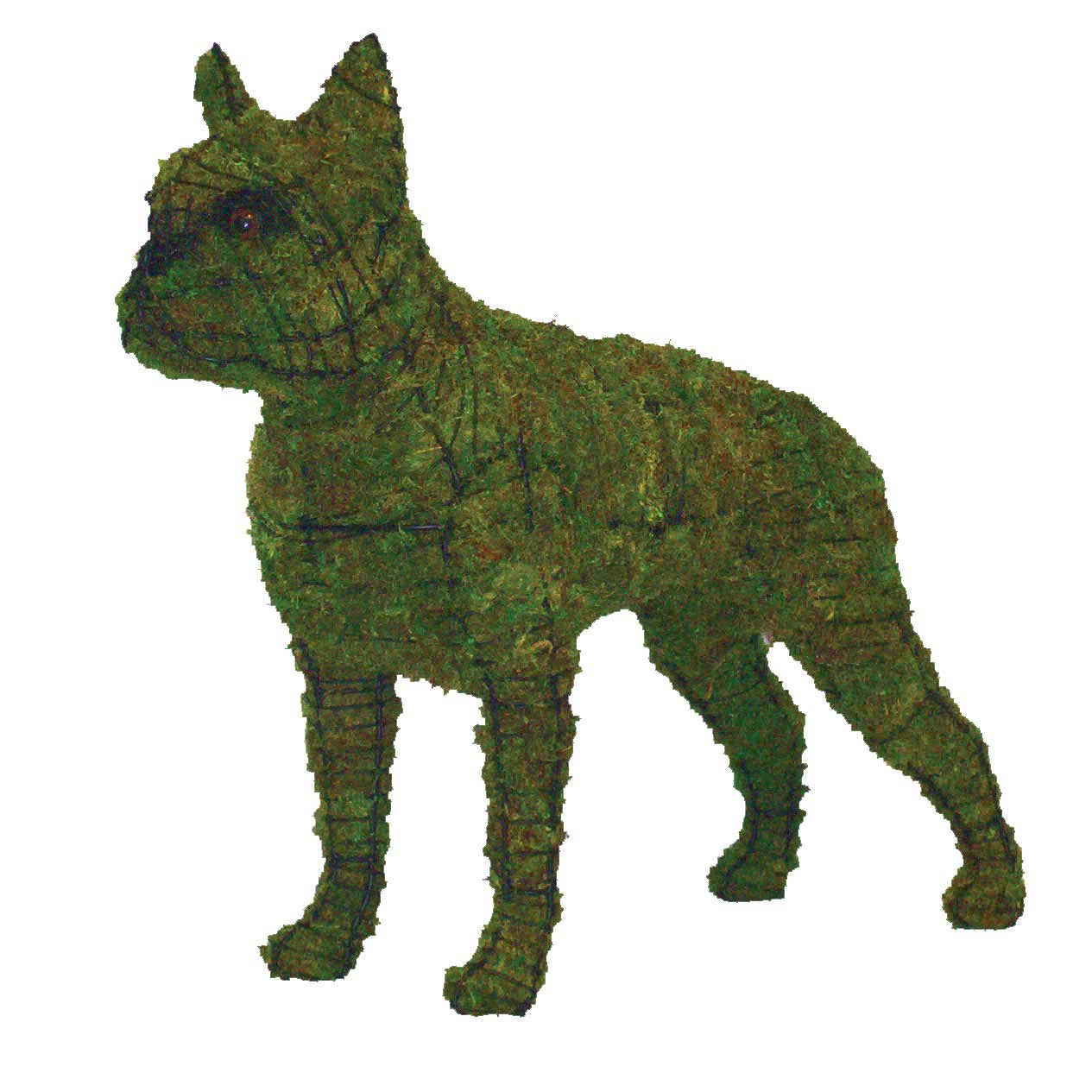 20 Inch Mossed Boston Terrier Garden Topiary Frame