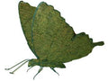 20 Inch Mossed Butterfly Topiary Garden Frame