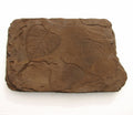 Fossil Leaf Stepstone